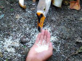 Feeding Bird with Rice From Hand Outdoors on Soil photo