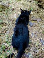 Cat Resting in Natural Outdoor Setting Seen From Behind photo
