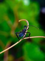 Walking Leaf-footed Bug on Plant Stem with Green Background photo