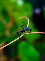 Assassin Bug Walking on Vine with Green Leaf Background photo