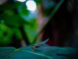 Small Fly Sitting on a Leaf in Natural Setting photo
