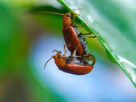 Two red beetles on a leaf photo