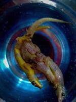 A small lizard in a bowl photo