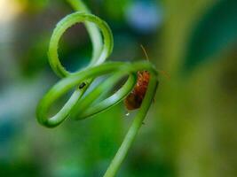 Small Bug on Green Vine with Water Droplet in Macro Shot photo