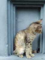 Sitting Cat Looking Down Near Gray Wall Small Feline Relaxing photo