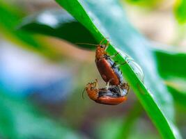 Two Beetles Mating on a Green Leaf in a Natural Setting photo