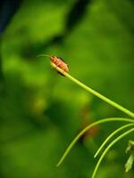 Bug Resting on Green Plant Stem Macro Shot photo