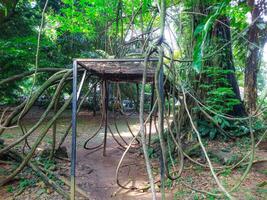Lush Jungle Vines Entwining Rustic Structure A Serene Natural Scene photo