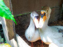 Two Ducks Standing in a Wooden Enclosure Looking at the Camera photo