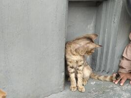 Cat Sitting in Nook with Tail Curled Near Hand photo