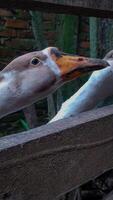 Goose Close-up Behind Fence with Natural Light and Neutral Colors photo