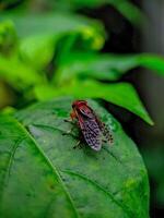 Fly Resting on Green Leaf in Natural Setting Macro View photo