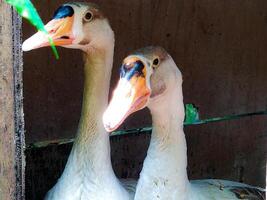 Two Geese Standing Close Together Looking Alert photo
