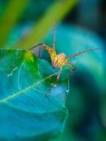 Spider on Green Leaf Closeup Wildlife Macro Photography photo