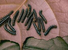 Crawling Caterpillars on a Leaf in a Natural Habitat photo