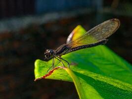 Dragonfly Resting on a Green Leaf in Nature Close Up photo