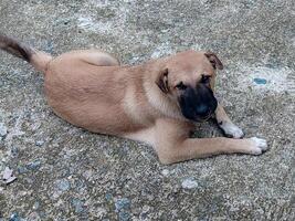Dog Lying on Concrete Ground Resting Looking at the Camera photo