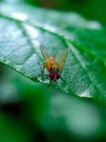 Fly Resting on Green Leaf in Close-up Detailed View photo