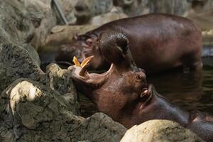 Two Hippos Open Their Large Mouths in Natural Habitat with Rocks and Water, Capturing the Unique Behavior of These Majestic Animals in a Zoo Setting photo