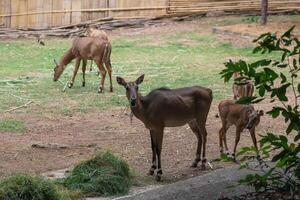 Wild antelope grazing peacefully in a natural habitat, surrounded by green grass, trees, and rustic fencing in a serene outdoor environment photo