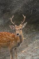 Close-Up View of a Majestic Young Deer with Antlers and Spotted Coat in Natural Habitat Surrounded by Neutral Background Elements photo