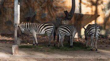 Three Zebras Grazing in Natural Habitat with Unique Striped Patterns and Textured Background Captured in a Zoo Setting with Soft Natural Light photo