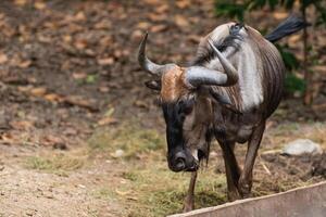 Captivating close-up of a wild wildebeest grazing in a natural habitat showcasing unique features and expressions of this majestic African animal photo