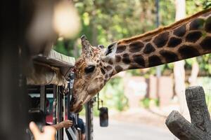 Majestic Giraffe Approaches Safari Vehicle in Nature, Captivating Scene of Wildlife Interaction with Tourists on an Adventure in the Wilderness photo