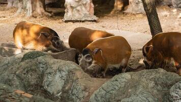 Group of Wild Boars foraging for Food in Natural Habitat Surrounded by Rocks and Trees in Zoo Setting photo