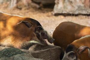 Wild boars eating in a natural habitat with sunlight filtering through trees, showcasing their unique features and social behavior in a serene environment photo