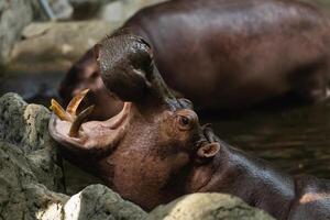 Hippo Opens Mouth Wide in Water, Showcasing Large Teeth and Playful Behavior, Surrounded by Natural Habitat Environment in Zoo Setting photo
