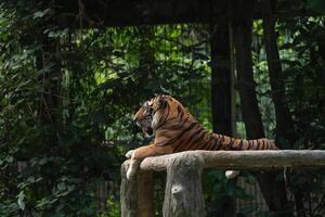 Majestic Tiger Relaxing on a Wooden Perch Surrounded by Lush Greenery in a Natural Habitat Environment photo