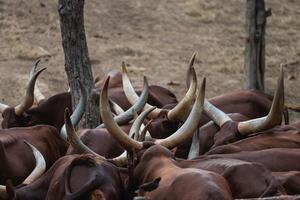 Herd of African cattle with long horns grazing in dry grassland, showcasing natural behavior and characteristics of livestock in their environment photo