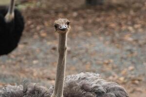 Curious ostrich displaying playful expression in natural habitat, showcasing unique features, vibrant plumage, and engaging personality amidst blurred background photo