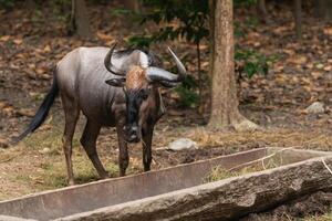 Close-Up View of a Single Wildebeest Grazing Near a Feeding Trough in a Natural Habitat Surrounded by Greenery and Dry Leaves photo