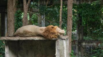 Lion Resting on a Stone Platform in a Natural Habitat Surrounded by Lush Green Vegetation in a Zoo Environment photo