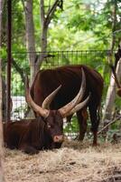 Brown cattle resting in a tranquil setting with lush greenery, showcasing majestic horns in a serene farmyard environment, perfect for nature photography enthusiasts. photo