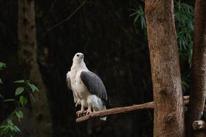 Majestic Harpy Eagle Perched on a Branch Surrounded by Lush Greenery in a Dense Forest Habitat, Displaying Stunning Plumage and Graceful Poise photo