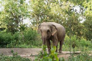 Majestic Asian Elephant Standing Gracefully Amidst Lush Greenery in Natural Habitat with Clear Trees and Soft Sunlight Filtering Through Leaves photo