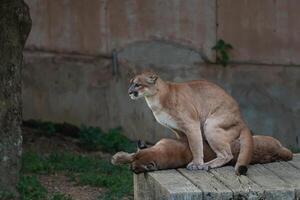 A majestic mountain lion resting on a wooden platform with a sibling nearby in a natural habitat setting, showcasing its powerful stature and features photo
