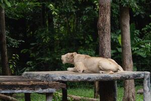 Majestic white lion resting on a stone platform in a serene forest setting, surrounded by lush greenery and natural habitat for wildlife conservation photo