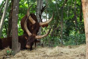 Majestic Cattle Resting in Natural Habitat with Lush Greenery and Thick Trees in the Background, Capturing the Serenity of Rural Life photo