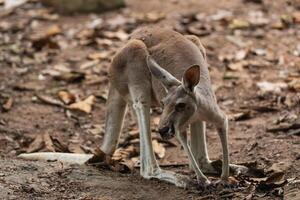 Young kangaroo in natural habitat exploring the ground among fallen leaves in a serene forest setting with soft natural light photo