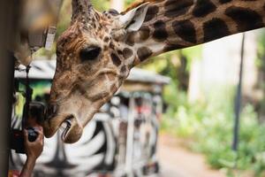 Close-Up of a Giraffe's Head Interacting with People at a Zoo, Featuring Unique Patterns and Curiosity in a Natural Habitat photo