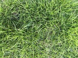 green grass texture background photo