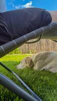 Quiet moments beneath sun drenched skies, snoozing pup beside wicker lounge, embodying canine serenity, perfect for Lazy Day and Dog Appreciation Week photo