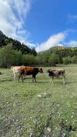Cows grace Alpine meadow beneath azure sky, pastoral tranquility mingling with Lammertaler HeuART Fest and Buergbrennen traditions photo