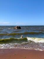 Golden retriever surfing ocean waves, salty breeze soothing sea anxiety, reminiscent of Lost Sock Memorial Day serenity photo