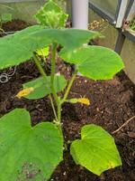 Whispering tendrils of a nascent cucumber plant, grounded in earthy serenity, invoke Earth Day reflections and permaculture dreams photo