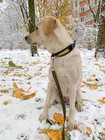 Curious golden retriever in snowy wonderland, autumn leaves whisper secrets, Paw Appreciation Day, canine explorations in frosty tableau photo